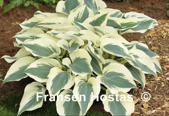 Hosta Firn Line